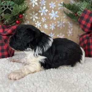 Oreo, Shih-Poo Puppy